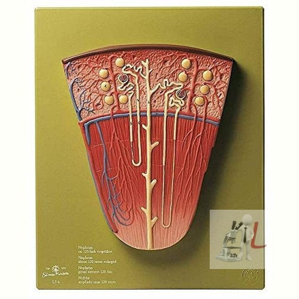 Scifa Nephron Model- 