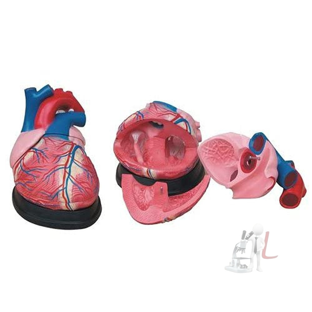 Scifa Jumbo Heart Model- 