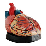 Scifa  Middle Heart Model- 