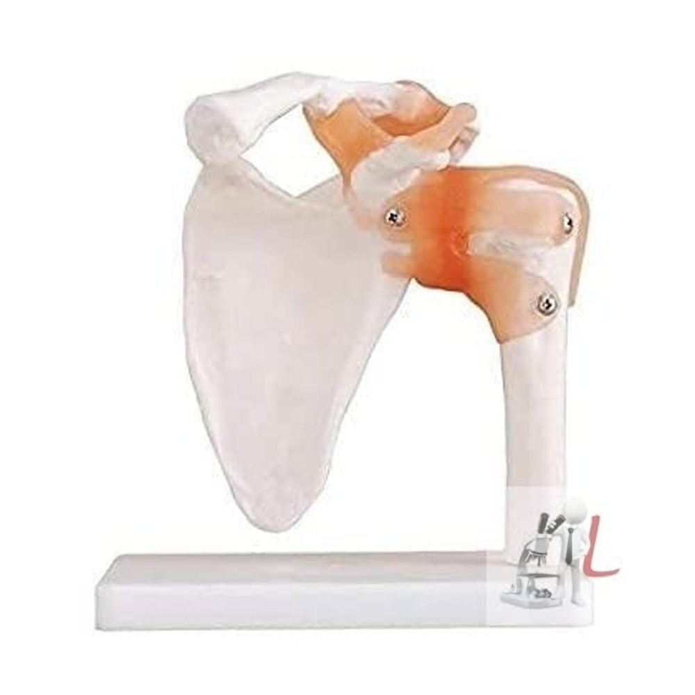 Scifa  Shoulder Joint Model Flexible- 