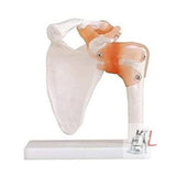 Scifa  Shoulder Joint Model Flexible- 