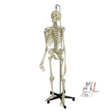 Skeleton Model Price With Stand - Laboratorydeal