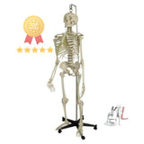 Skeleton Model with Stand- Laboratory equipments