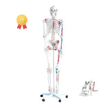 Skeleton with Muscles and Ligaments 180cm Tall- Lab Equipment