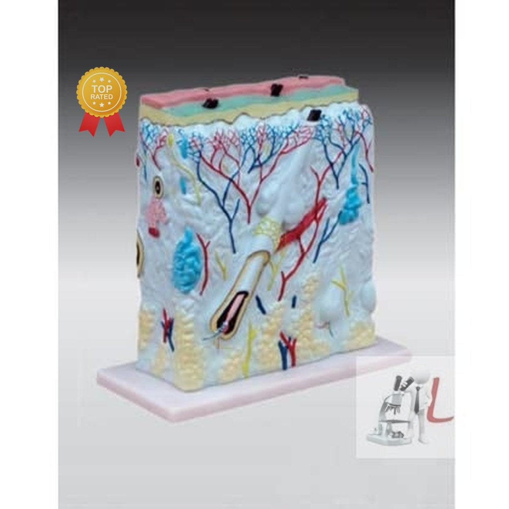 Skin Model EnlScifaed- 