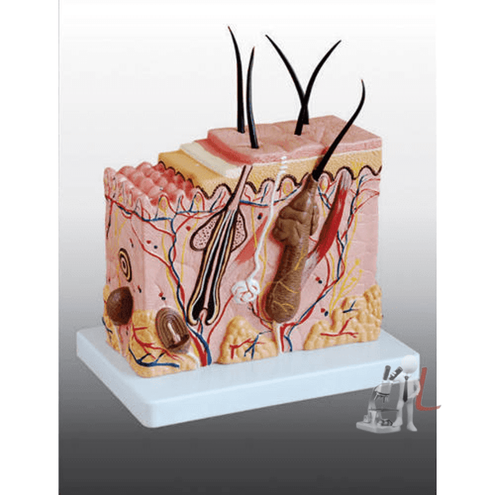 Skin Model Enlarged - Laboratorydeal
