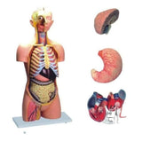 Torso Model - 10 Parts - Laboratorydeal