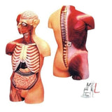 Human Torso Anatomy With Muscles And Open Back- ANATOMICAL MODELS
