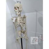 Articulated Human Skeleton Model with Stand (5 Feet)- 
