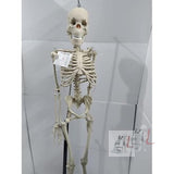 Articulated Human Skeleton Model with Stand (5 Feet)- 