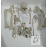 Disarticulated Human Skeleton Model 5 Feet- 
