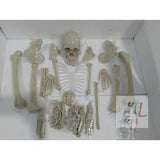 Disarticulated Human Skeleton Model 5 Feet- 