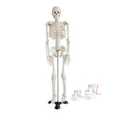 Human Skeleton Model Price- 