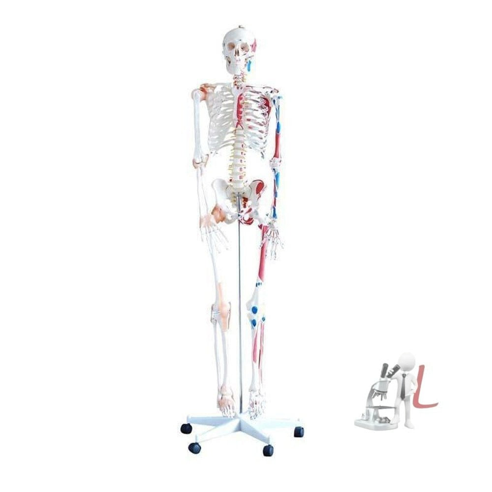 human skeleton color Model Full Size 5 Ft- Lab Equipment