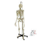 Human Skeleton Model With Stand- Laboratory equipments