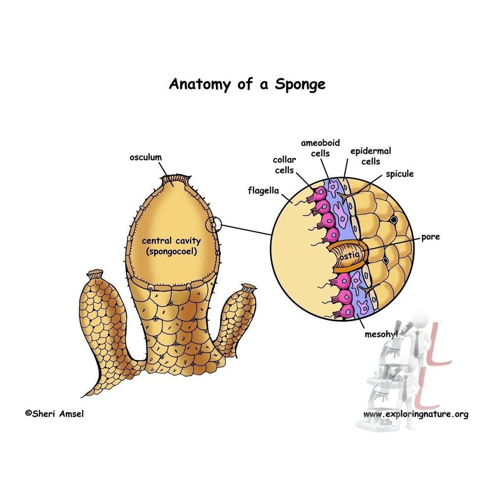 phylum porifera sponge - Laboratorydeal