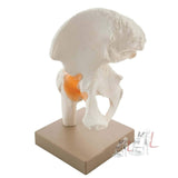 uman Pelvis Hip Joint Model with Flexible Ligaments Anatomically Correct Orthopaedic Model with Detailed Study Guide- Laboratory